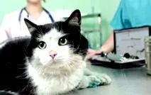 котки