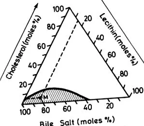 bilei