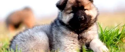 medicul veterinar