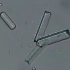 eclinpath