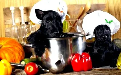 куче плюсове