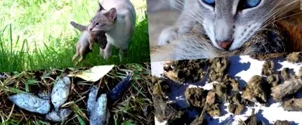 храна tcfeline