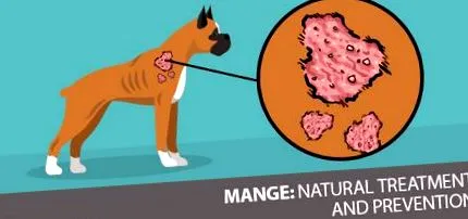 Demodectic Mange
