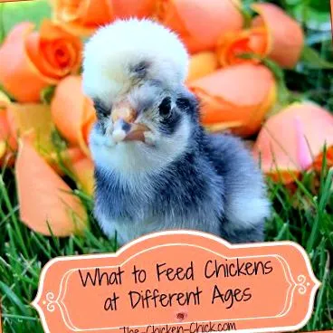 chick