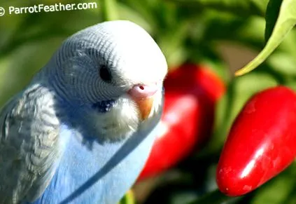 Budgie este