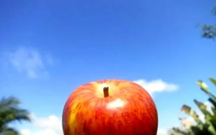 apple