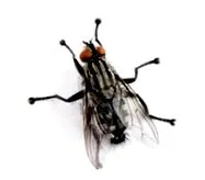 érett lárvák