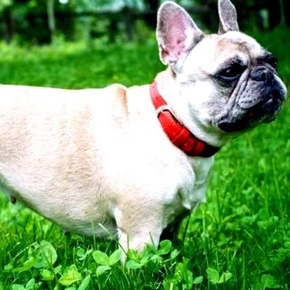 francia bulldog