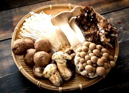 funghi