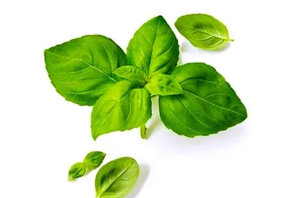 plante