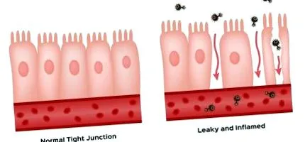 permeabilitatea