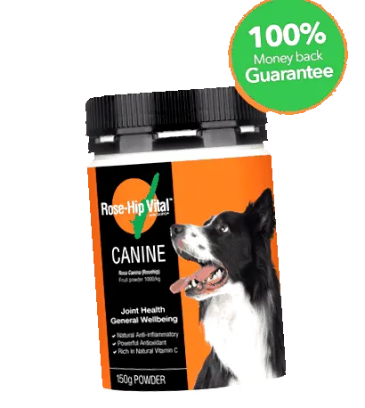canine