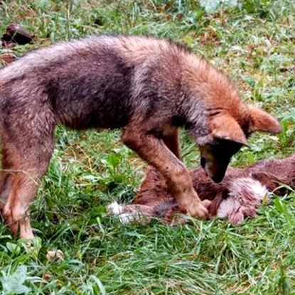wolf