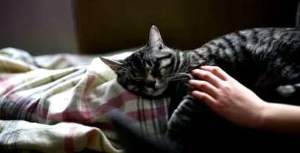 отнасяме котка