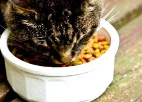 котешка