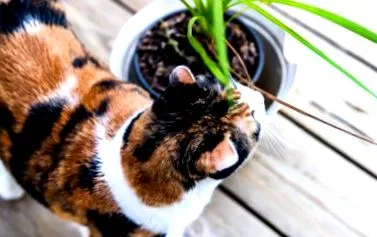 котка вашата