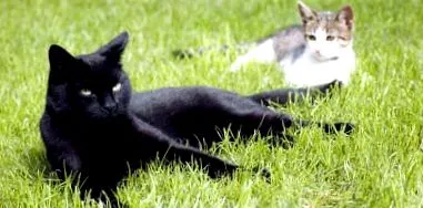котешки чревни