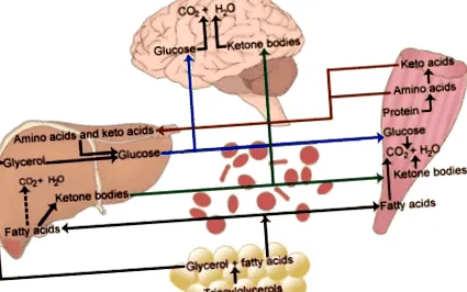 ketogene