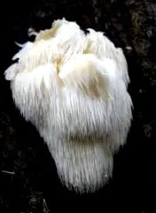 oroszlán