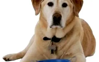 labrador