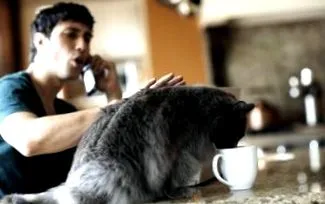 котки протеини