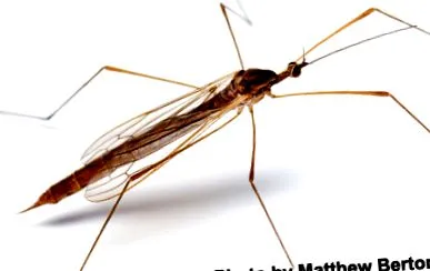 mosquito