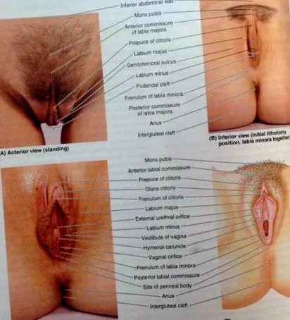 pubis