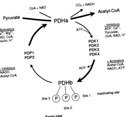 metabolice