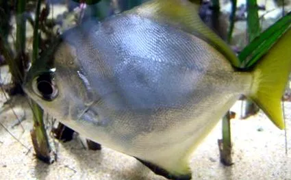 imagini
