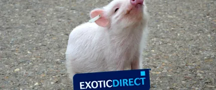 диета