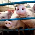 alimentație