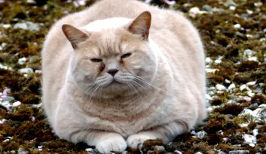 котки