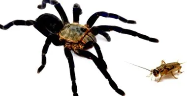 diéta