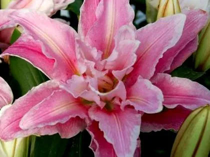 series roselily