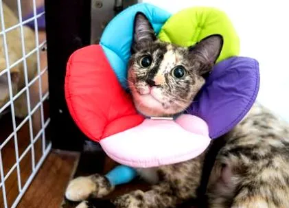 котки