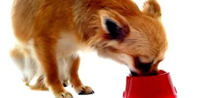 animalelor