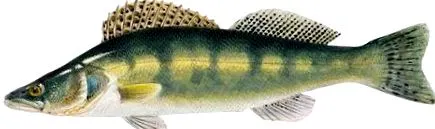 pește
