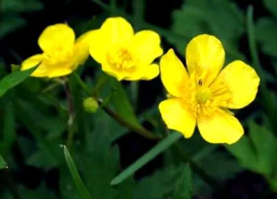 potentilla