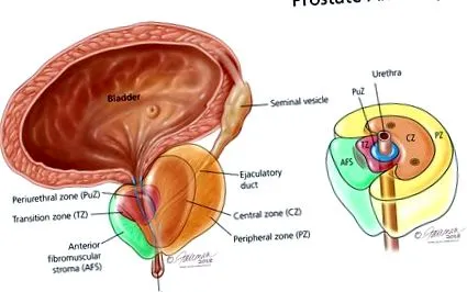prostatei