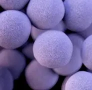 staphylococcus