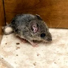 rágcsálók