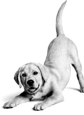 Royal Canin