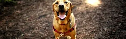purina