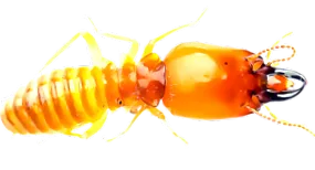 dieta