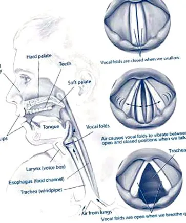 vocea