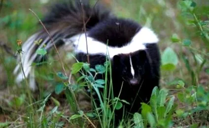 skunk