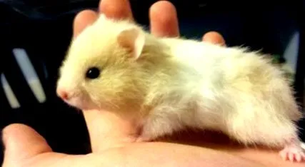 pluș