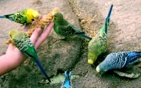 папагали