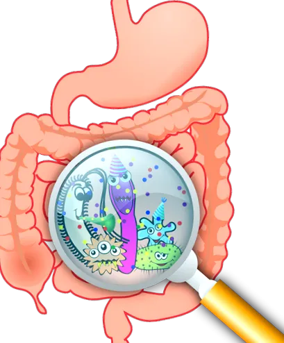 intestinului