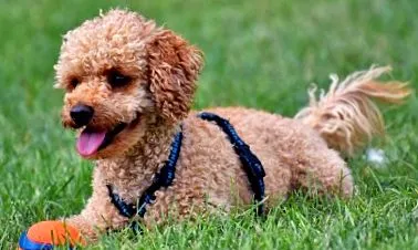 poodle